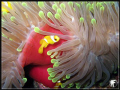   Clownfish  